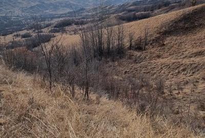 Teren de 25000 mp, în Vintilă Vodă - 2