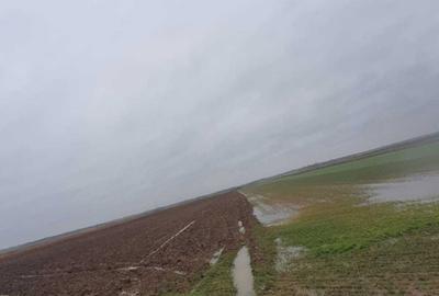 Teren de 25000 mp, în Căteasca - 2