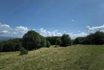 Teren - padure Teliu - Bradet - 8