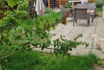 Casa 3 camere cu terasa ,teren insorita - 10
