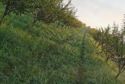 Teren de 17000 mp, în Leorinț - 2