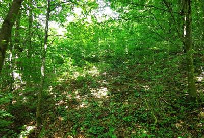 Teren de 900 mp, în Văliug - 8