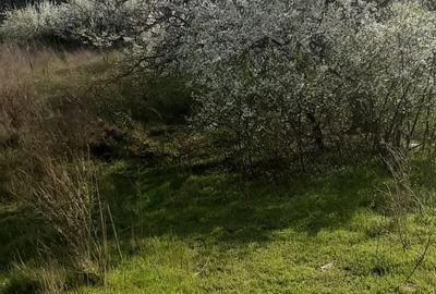 Teren de 9979 mp, în Rediu (Răuseni) - 1