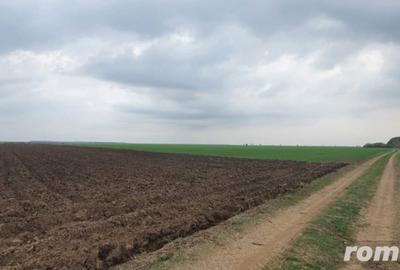 Teren de 27500 mp, în Belciugatele - 3