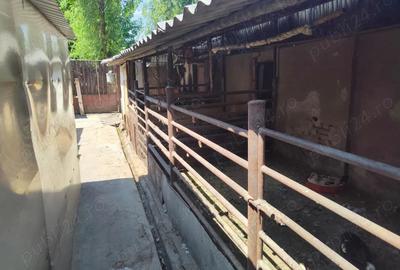 Casa + Curte + Teren arabil generos, Nerau, Teremia Mare, 1596 mp, locuibila imediat - 1