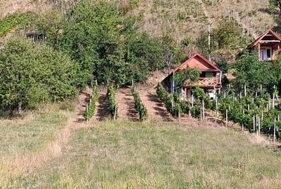 Teren Tileagd Bihor - 4