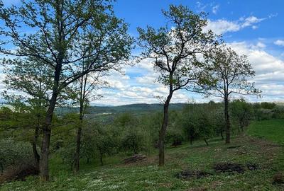 Spațiu comercial, în Sârbi - 5