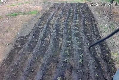 Casă cu 3 camere cu Teren 2500 Mp în Băneasa - 9