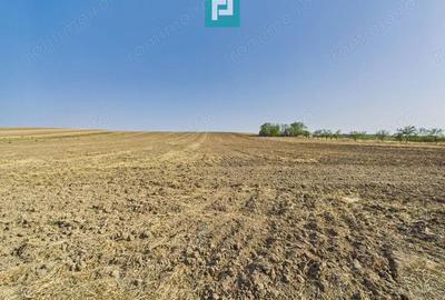 TEREN REMETEA MICA, JUDE?UL TIMI? - 4