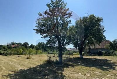 Casă cu 3 camere cu Teren 3760 Mp în Arieșu de Pădure - 6