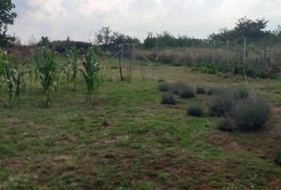 Casa cu teren GHIOROC - 4