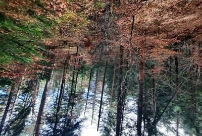 Teren de 2500 mp, în Alexandru cel Bun - 3