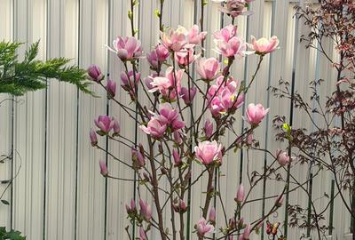 Casă cu 5 camere cu Teren 70 Mp în Pipera - 14