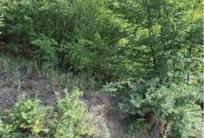 Teren extravilan Sotanga, ID: R2590381 - 14