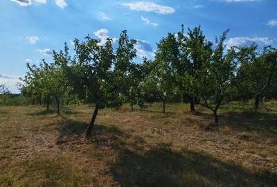 Spațiu comercial, în Central