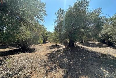 Teren intravilan pe insula Thassos, aproape de plaja salbatica - 2