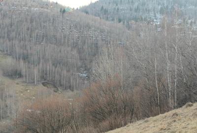 Teren de 15000 mp, în Plopi - 3
