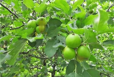 Casă individuală cu 5 camere cu Teren 500 Mp în Mogoșoaia - 6