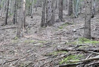 De vanzare padure de molid, 17.500 mp, zona Molid, jude?ul - 2