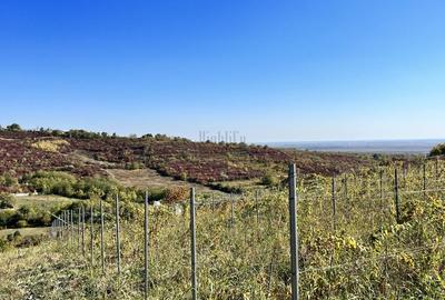 14Ha podgorie, livada pomi fructiferi, si conac 3000mp - 3