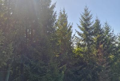 Vindem teren forestier 44165 mp Doabra - Bucovina - 5