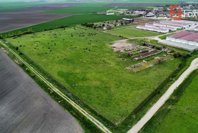 Teren Construcții intravilan de 58340 mp, în Peciu Nou - 17