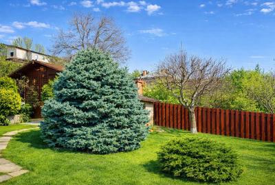 Casă individuală cu 7 camere cu Teren 825 Mp în Bucium - 11