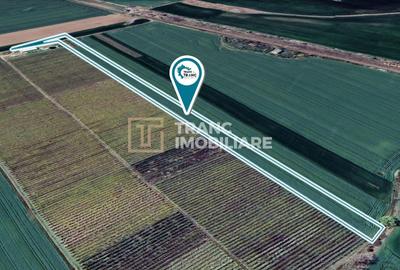 Teren agricol extravilan de 19443 mp, în Zimandu Nou - 1