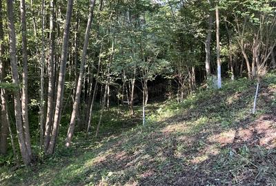 Casa situata intr-o zona superba Casa situata intr-o zona superba - 10