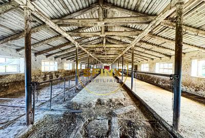 Chiselet, Calarasi, teren intravilan cu potential de investitie 62000 mp - 2