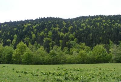 Teren în Brădet - 3