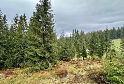 TEREN PARCELABIL, aproape de partia de ski Marisel si Crucea Iancului - 7