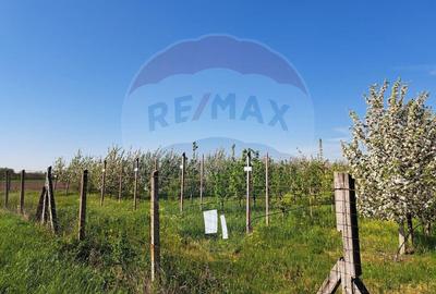 Vanzare teren Livada - Ferma Arges - Izbasesti / DN 142 l... - 6