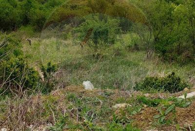 Teren de 1826 mp, în Paleu - 1