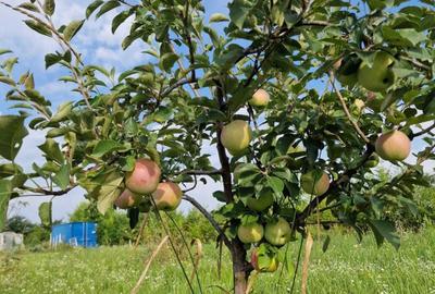 Spațiu comercial, în Urseni - 4