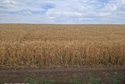 Teren Extravilan Pribesti, ID: R2774827 - 4