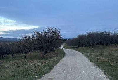 Teren Construcții intravilan de 34485 mp, în Autogară - 5