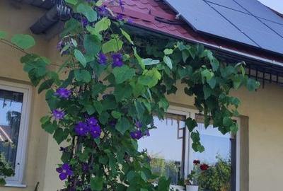 Casă cu 3 camere în Band - 5