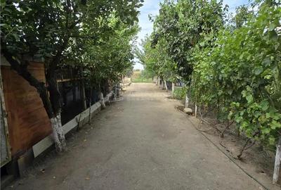 Vila Bolintin Vale - 12