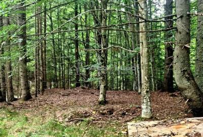 Teren de 69450 mp, în Arefu - 2