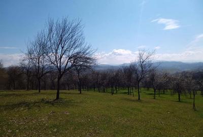 Teren de 17264 mp, în Pietroasa - 5