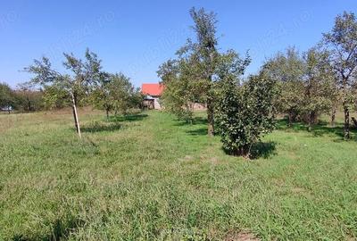 Casă cu 4 camere cu Teren 3000 Mp în Alioș - 3