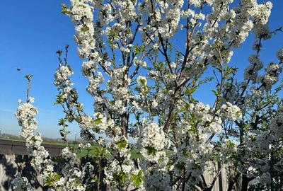 Casă cu 5 camere în Central