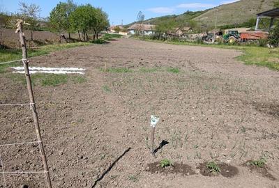 Teren de 1000 mp, în Șilea - 3