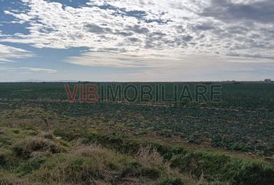 Ferma Agricolă 1.350 Hectare – Grad de Comasare 96–97%, Chișineu Criș, Județul A - 7