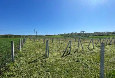 Teren intravilan agricol 6215mp cu utilitati in Racari, jud. Dolj - 3