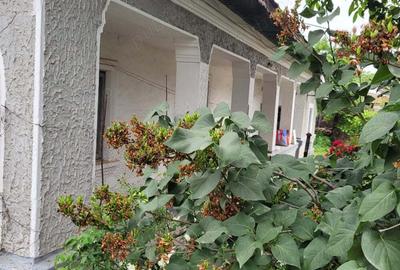 Casă cu 5 camere cu Teren 1351 Mp în Cernica - 9