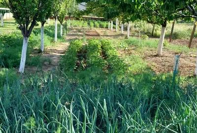 Casă cu 3 camere cu Teren 2200 Mp în Central - 6