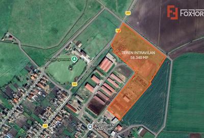 Teren Construcții intravilan de 58340 mp, în Peciu Nou - 5