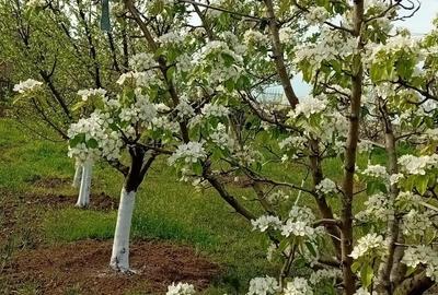 Casă cu 1 camere în Cotorca - 4